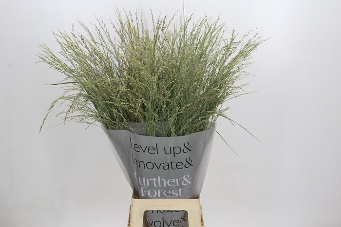 Panicum Dewey Blue