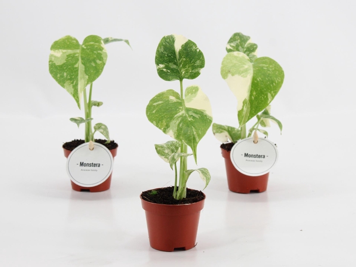 <h4>Monstera</h4>
