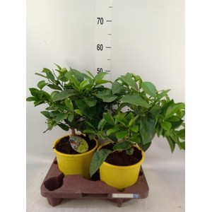 Citrus meyeri 'Meyer'
