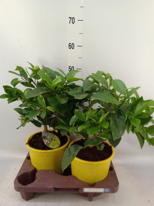 <h4>Citrus meyeri 'Meyer'</h4>