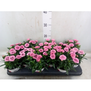 Dianthus  'Oscar Pink And Purple'