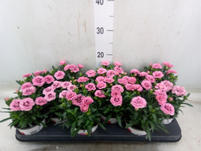 <h4>Dianthus  'Oscar Pink And Purple'</h4>
