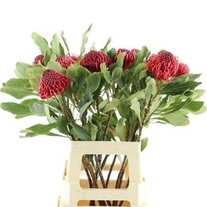 TELOPEA SP WARATAH