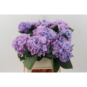 Hydr M Ch Marsepe Bl
