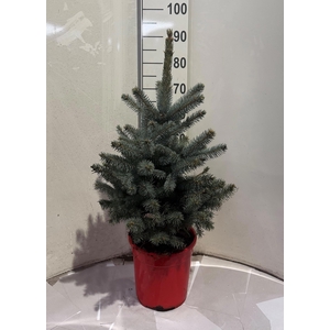 PICEA PU SUPER BLUE