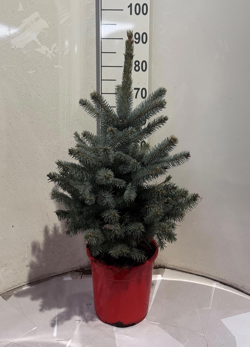 <h4>PICEA PU SUPER BLUE</h4>