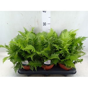 Blechnum gibbum 'Silver Lady'