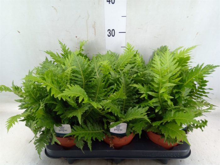 <h4>Blechnum gibbum 'Silver Lady'</h4>
