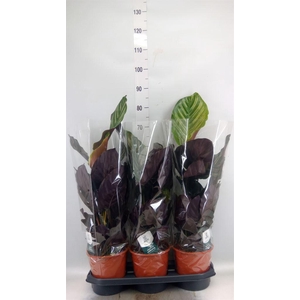 Calathea sanderiana