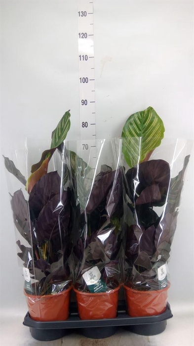 <h4>Calathea sanderiana</h4>