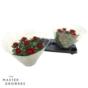 Deco Chrysant Cosmo Bordeaux Schaal 23cm 7pp