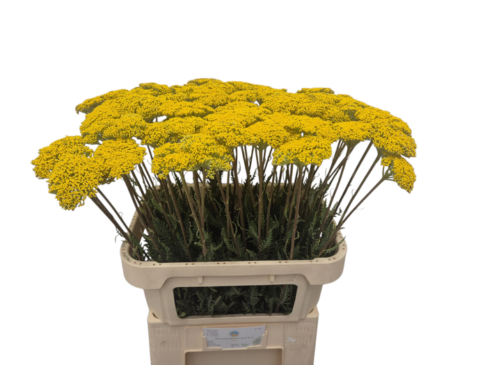 <h4>ACHIL F PARK VARIETY</h4>