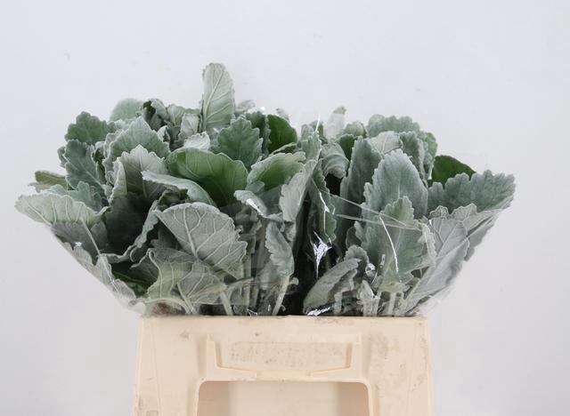 <h4>JACOBAEA NEW LOOK</h4>