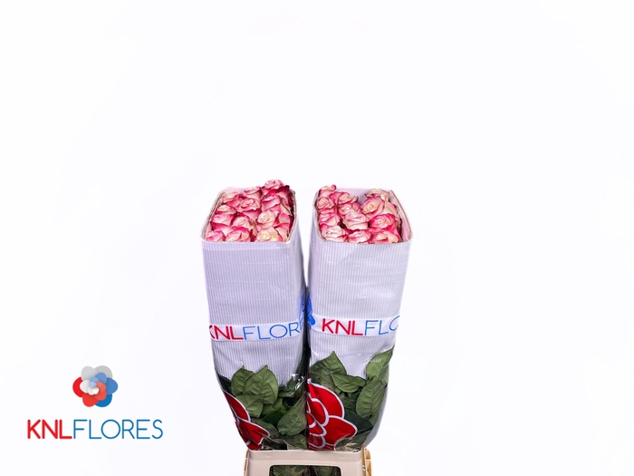 <h4>R GR SWEETNESS</h4>