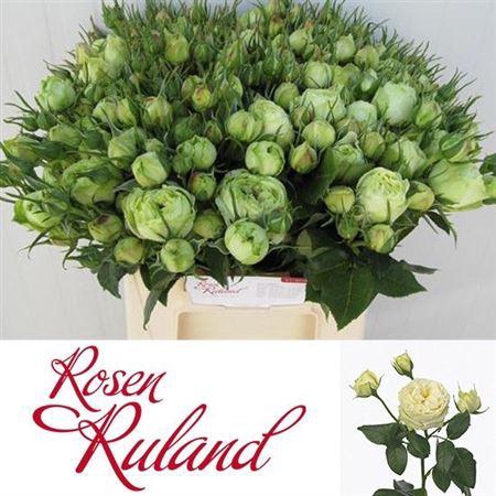 <h4>R TR WEDDING PIANO</h4>