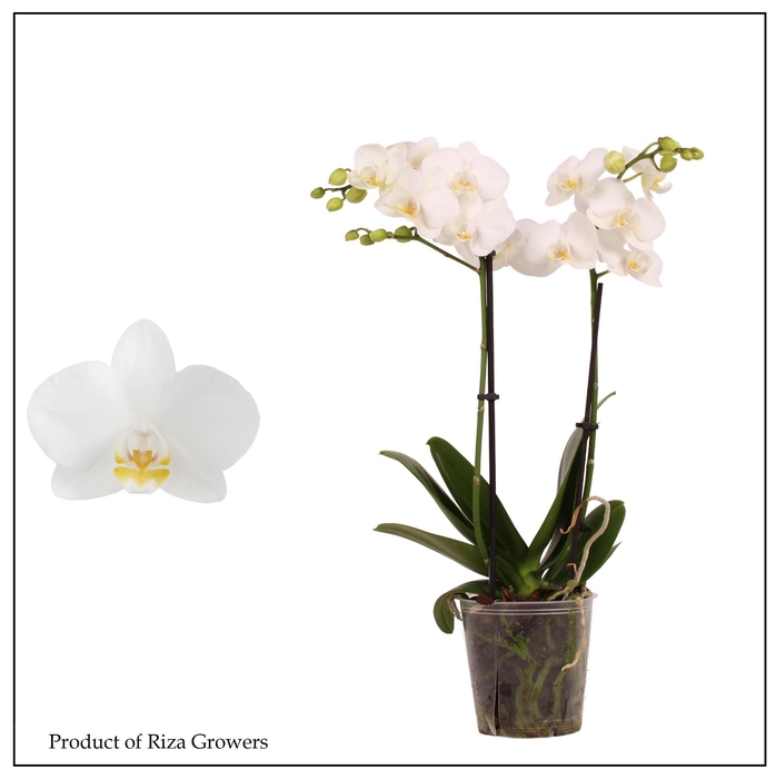 <h4>PHAL MF OV WIT</h4>