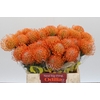 Nutans Ayoba Orange