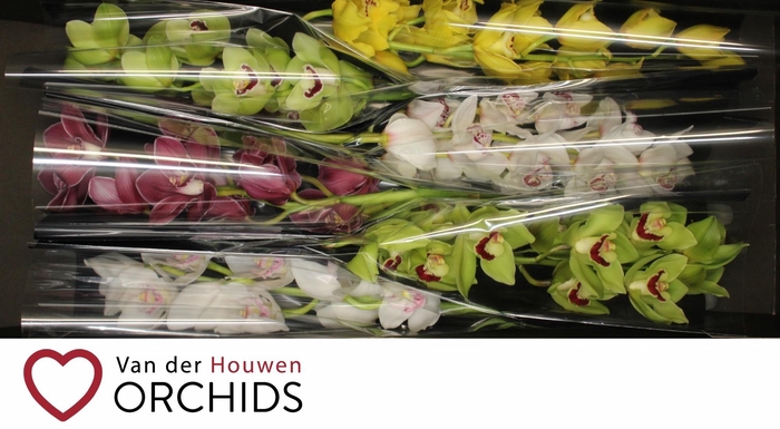 <h4>70 cm gemengd</h4>