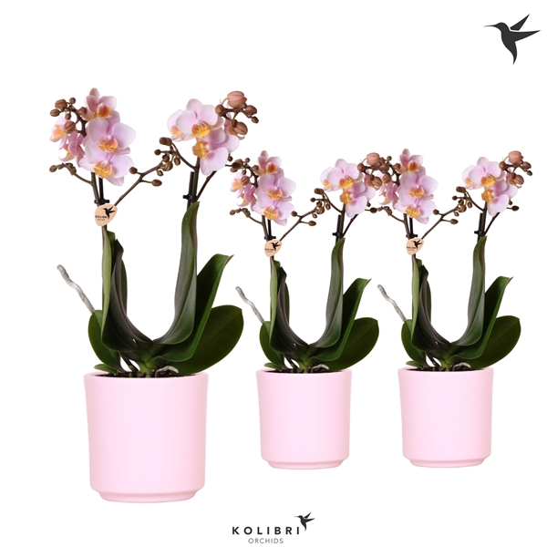 <h4>Kolibri Orchids Phalaenopsis pink 2 spike in Simplicity pot pink</h4>