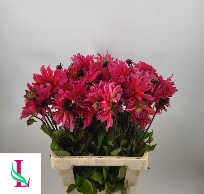 <h4>DAHL PINK PUNK</h4>