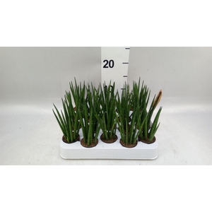 Sansevieria bacularis