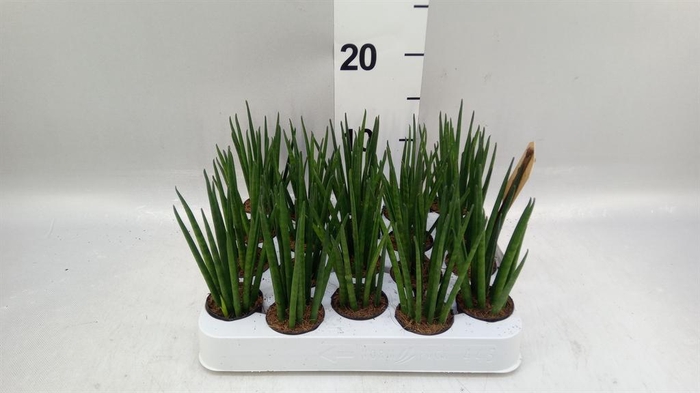 <h4>Sansevieria bacularis</h4>