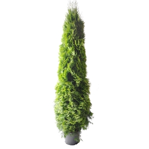 Thuja occ. Smaragd, plantmaat 180-200 cm - Rondgestoken -