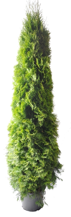 <h4>Thuja occ. Smaragd, plantmaat 180-200 cm - Rondgestoken -</h4>