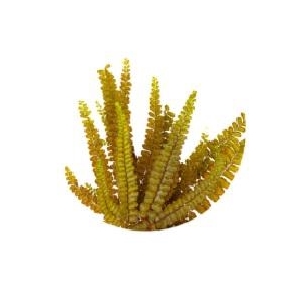 Felci fern olive green