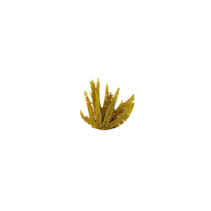 <h4>Felci fern olive green</h4>