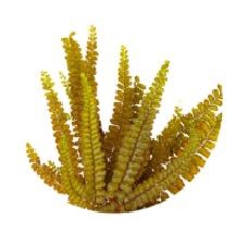 Felci fern olive green