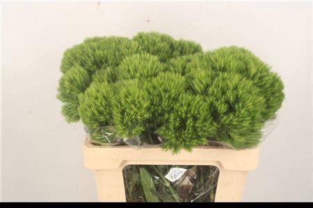 <h4>Di Barb Kiwi Mellow</h4>