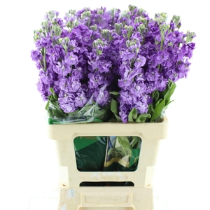 Matth Milla Lavender N L