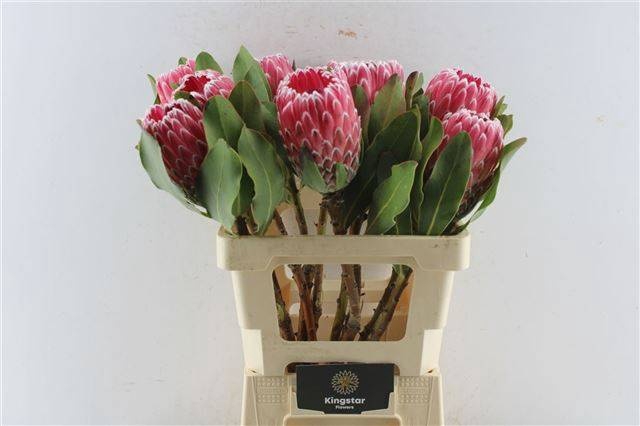 <h4>PROTEA OV PER STUK</h4>