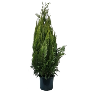 Chamaecyparis law. Ivonne, plantmaat 160-180 cm - Rondgestoken -