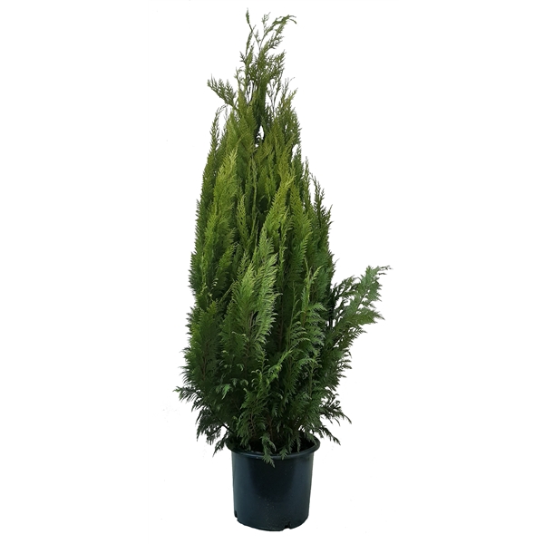 <h4>Chamaecyparis law. Ivonne, plantmaat 160-180 cm - Rondgestoken -</h4>