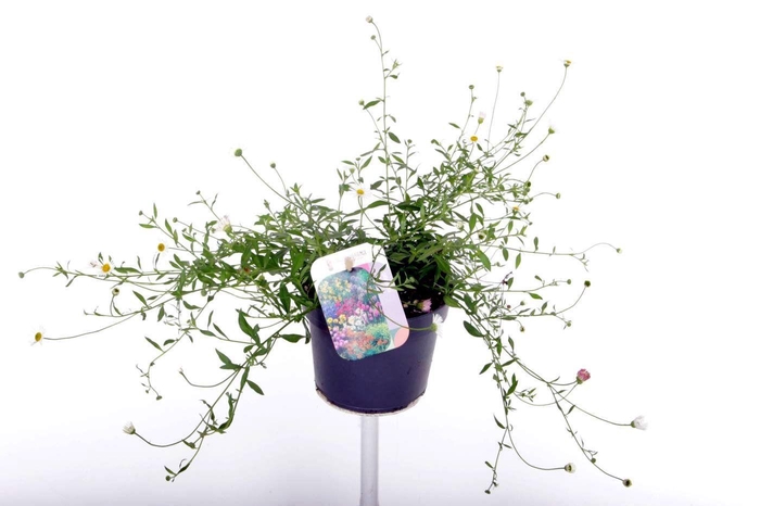 <h4>Erigeron karvinskianus Blütenmeer</h4>