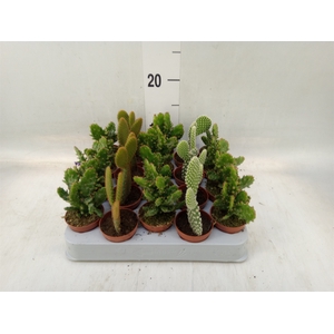 Opuntia