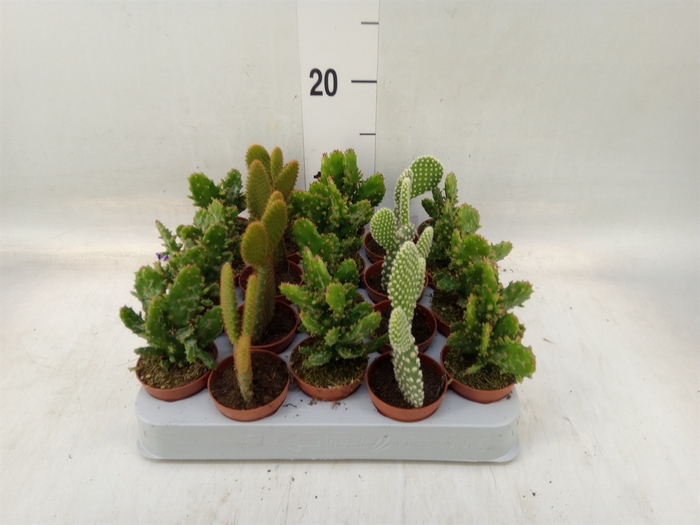 <h4>Opuntia</h4>