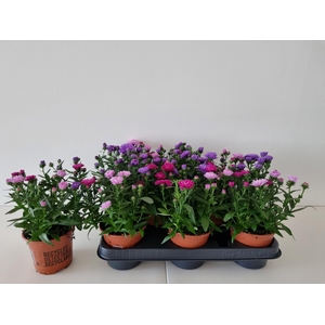 ASTER NB VICTORI GEM