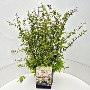 Deutzia rosea