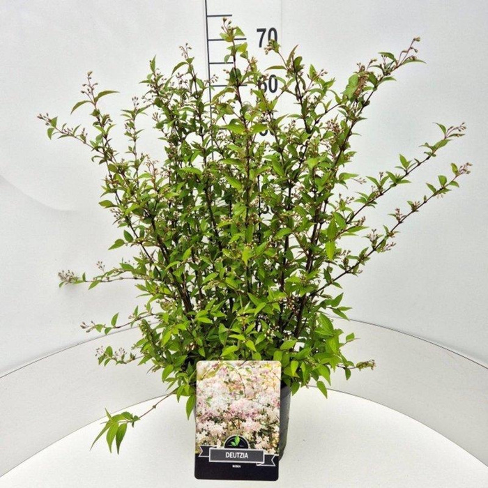 <h4>Deutzia rosea</h4>