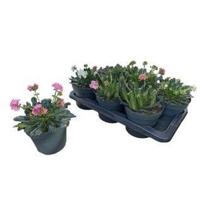 LEWI ROCKY COLOR GEM