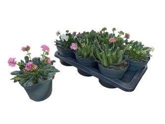 <h4>LEWI ROCKY COLOR GEM</h4>