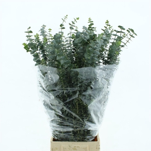 Euca Baby Blue Long 200grams X20