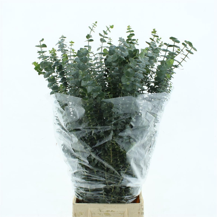 <h4>Euca Baby Blue Long 200grams X20</h4>