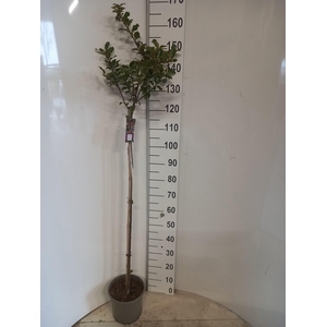 ILEX MES BLUE PRINCE