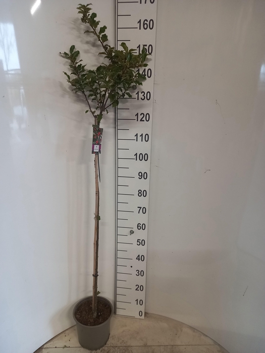 <h4>ILEX MES BLUE PRINCE</h4>