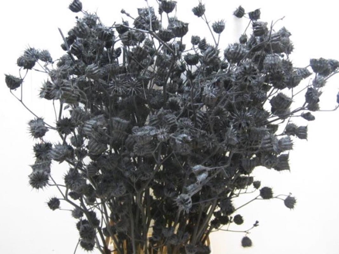 <h4>Abutilo A Zwart L80</h4>