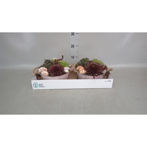 Arr.  Sempervivum L%